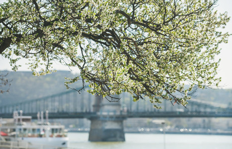 Blooming tree at Danube Pest embankment in Budapest