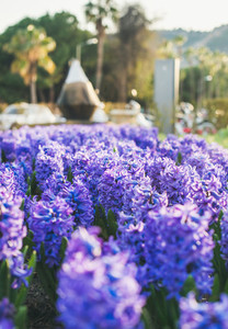 Blooming lilac hyacinths in the central street of Alanya  Turkey