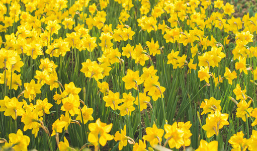 Spring blooming yellow daffodils or narcissuses