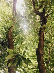 Sun shining through of tree leaf