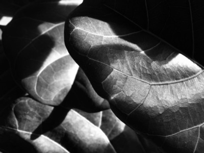 Abstract Leaf Texture 15