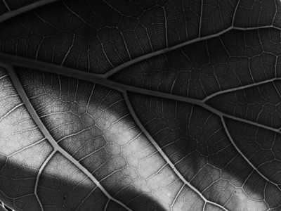 Abstract Leaf Texture 21