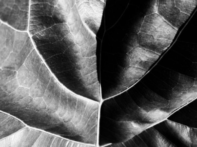 Abstract Leaf Texture 24