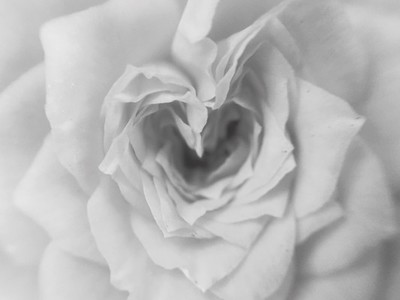 Monochrome white rose flower