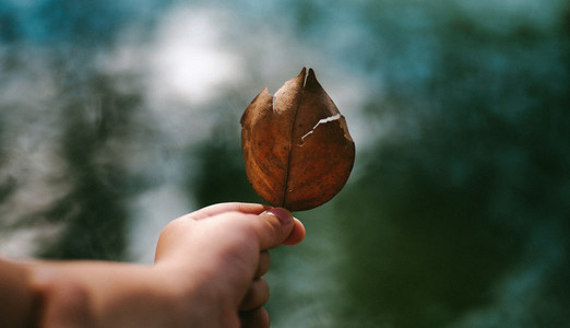 Hand holding dry leaf