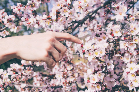 Hand touching flowers