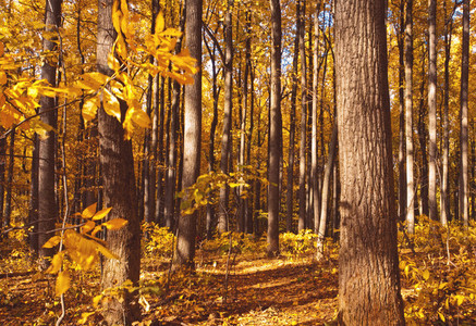 Autumn Shenandoah trail