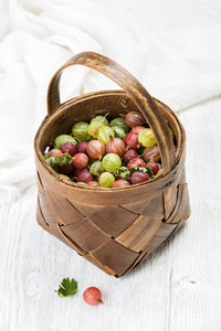Birchbark basket full of ripe green and red gooseberries