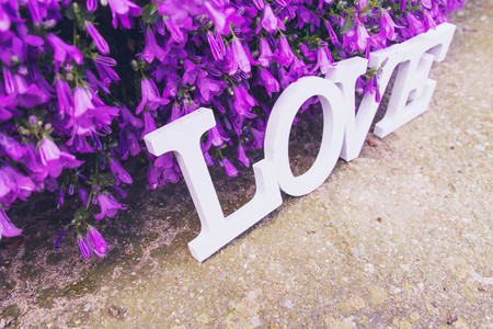 Love word and purple flowers