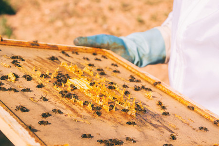 Beekeeper and a honeycomb