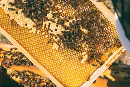 Beekeeper and a honeycomb