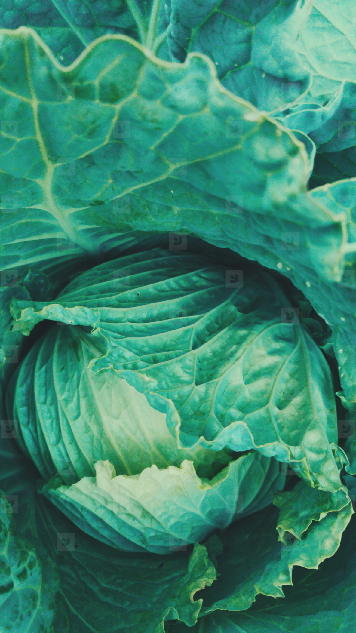 Cabbage texture