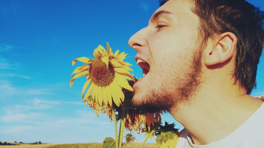 Young man eating a sunflower