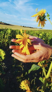 Hands touching a sunflower
