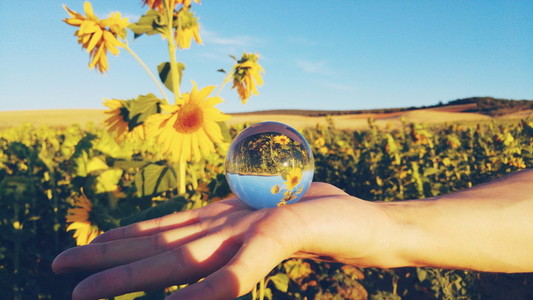 Sunflower through a crystal ball