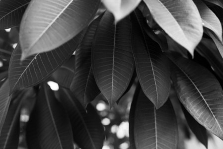 Black and White Leaves 01