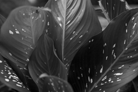 Black and White Leaves 02