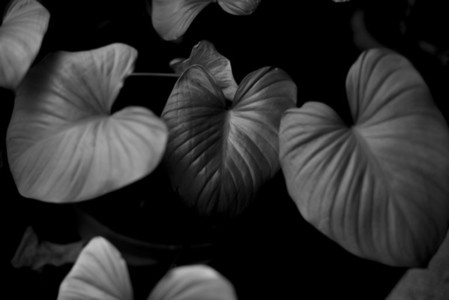 Black and White Leaves 03