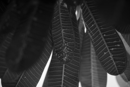 Black and White Leaves 04