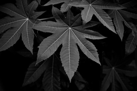 Black and White Leaves 05