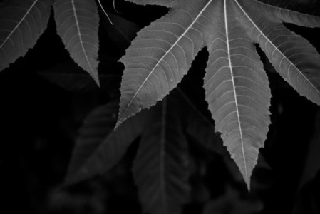 Black and White Leaves 06