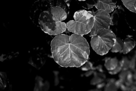 Black and White Leaves 07