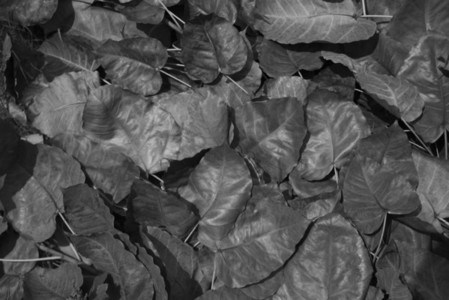 Black and White Leaves 09