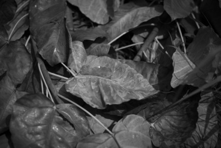 Black and White Leaves 10