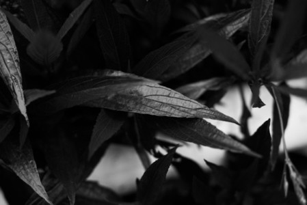 Black and White Leaves 11