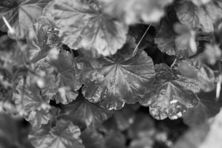 Black and White Leaves 12