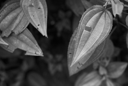 Black and White Leaves 13