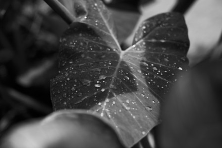 Black and White Leaves 15