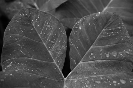 Black and White Leaves 18