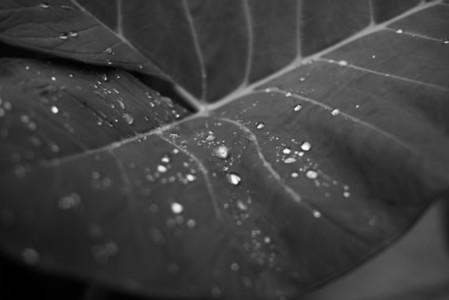 Black and White Leaves 19