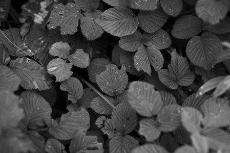 Black and White Leaves 20