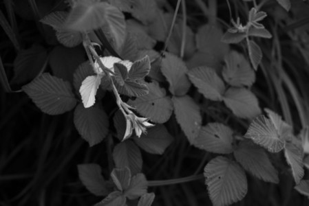 Black and White Leaves 21