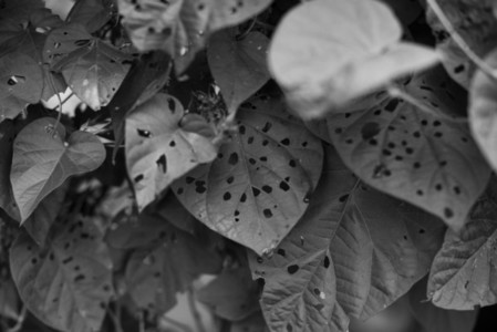Black and White Leaves 23
