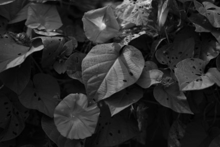Black and White Leaves 24