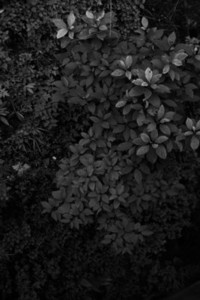 Black and White Leaves 26