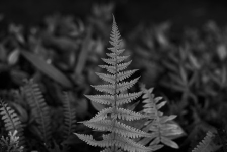 Black and White Leaves 28