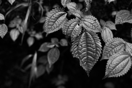 Black and White Leaves 29