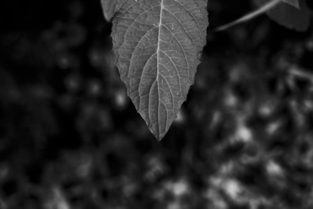 Black and White Leaves 30