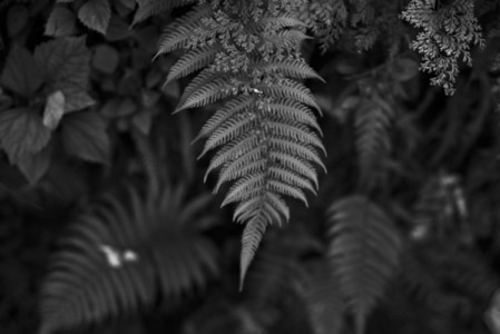 Black and White Leaves 32