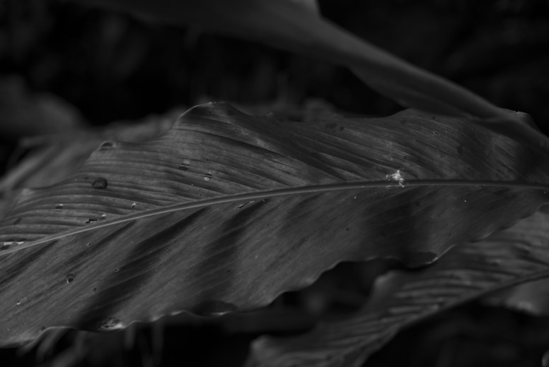 Black and White Leaves  34