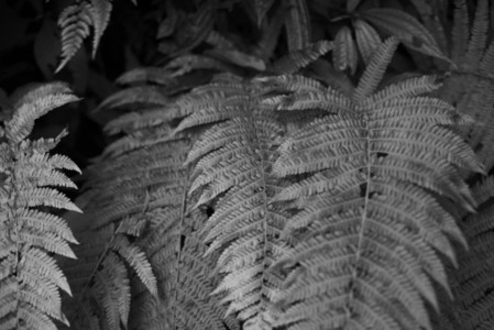 Black and White Leaves 35