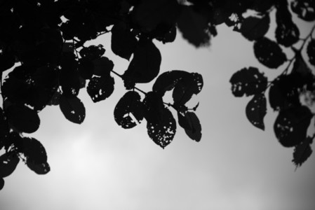Black and White Leaves 36