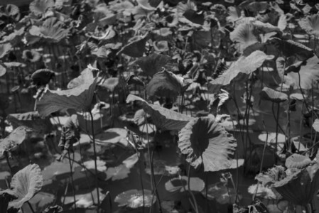 Black and White Leaves 37