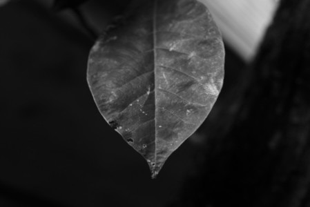 Black and White Leaves 40