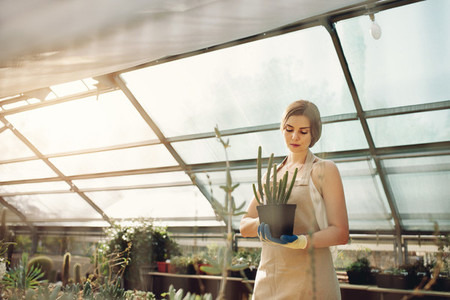 Female gardener working in greenhouse