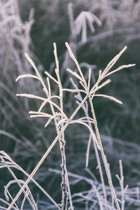 Frozen plants background